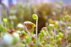 幼儿心理健康指导，播种阳光，收获希望